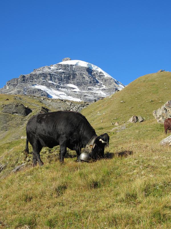 20110828_Prafleuri-Arolla-014.JPG