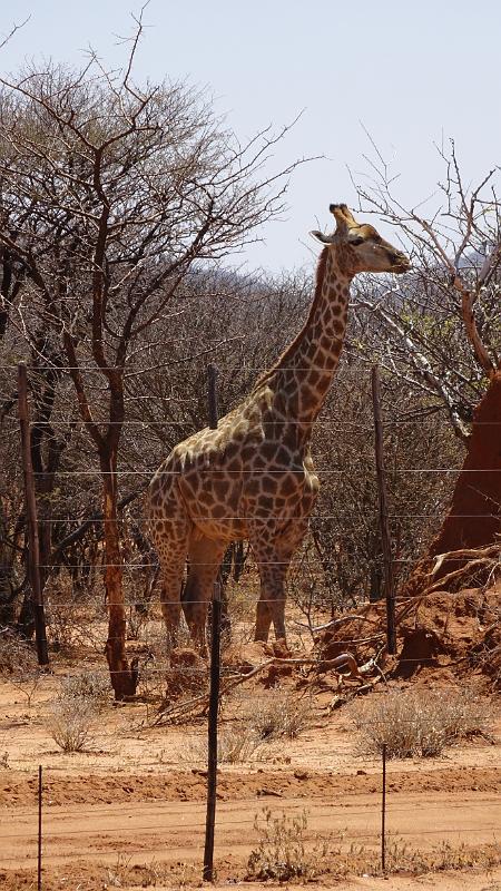 20160923_122543.JPG - 23.9. unser erster Giraffe bzw grosses afrikanisches Tier