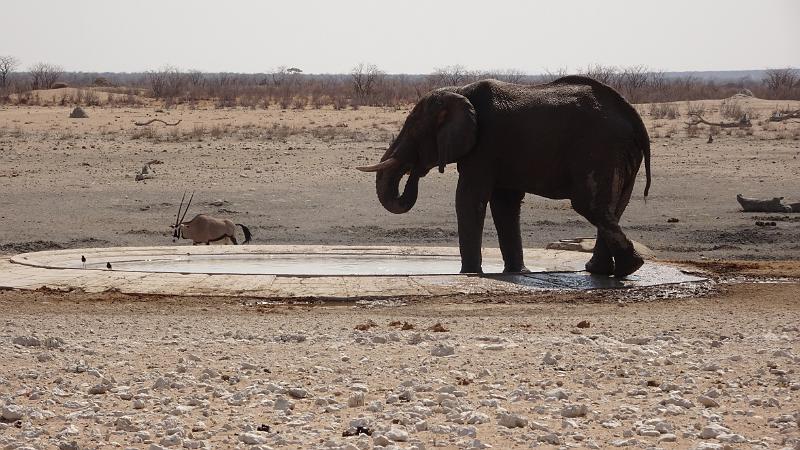 20160924_150110.JPG - 24.9. unser erster Elefant und Oryx, Rateldraai Waterhole, Etosha NP