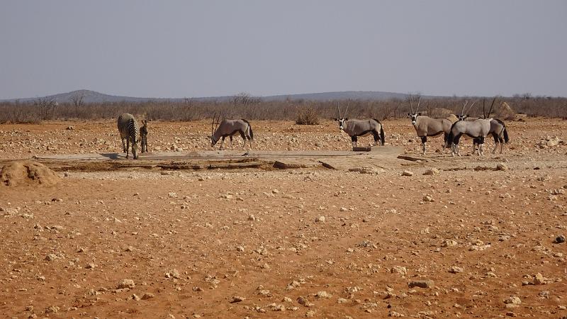 20160924_153814.JPG - 24.9. Rateldraf Waterhole, Etosha NP