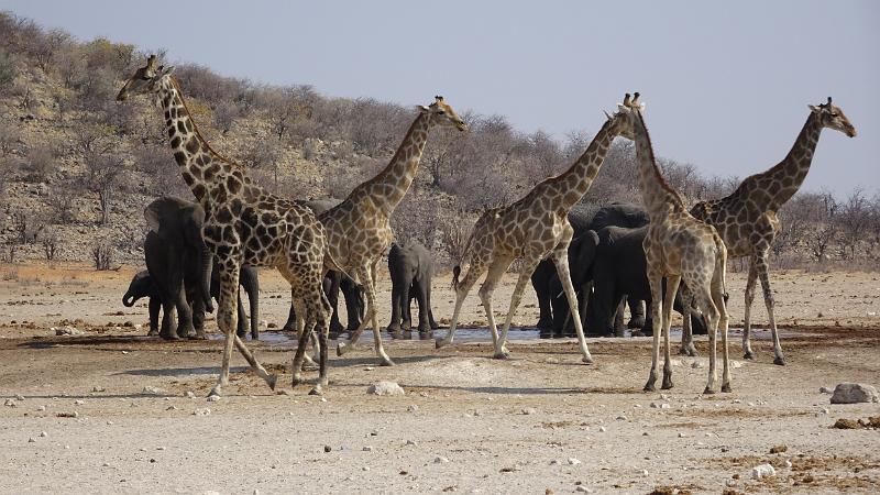 20160924_160700.JPG - 24.9. Dolmietpunt Waterhole, Etosha NP