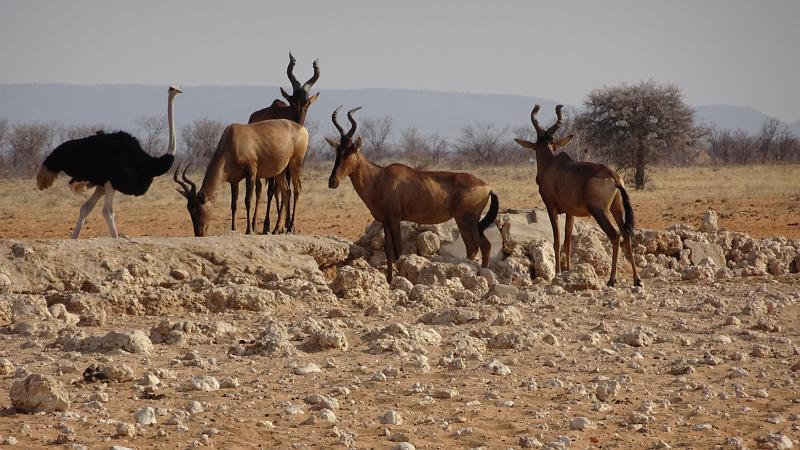 20160924_164230.JPG - 24.9. Kuhantilopen und Strausse im westlichen Etosha NP