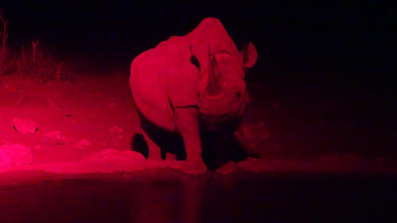 20160924_203716.JPG - Unser erstes Nashorn (am ersten Tag bereits drei der Big 5), Olifantsrus Camp Waterhole, Etosha NP