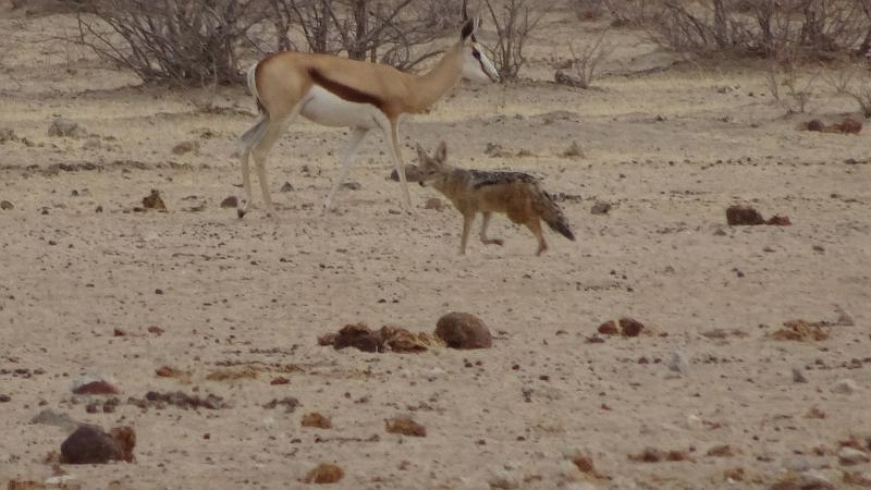 20160925_085332.jpg - 25.9. Tobiroen Waterhole, Etosha NP