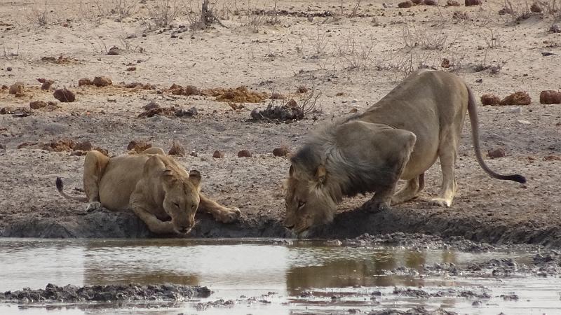 20160925_091922.jpg - 25.9. Tobiroen Waterhole, Etosha NP