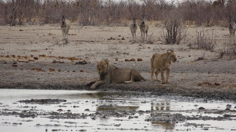 20160925_092811.JPG - 25.9. Tobiroen Waterhole, Etosha NP