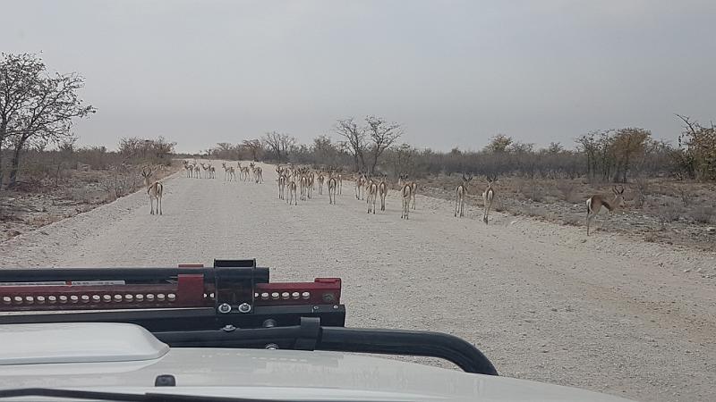 20160925_101441.jpg - 25.9. Kollonenverkehr in westlichen Etosha NP