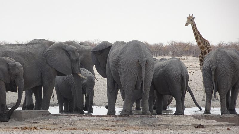 20160925_104201.JPG - 25.9. Bitterwater Waterhole , Etosha NP