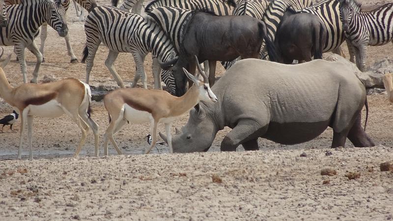 20160925_111817.JPG - 25.9. Sonderkop Waterhole , Etosha NP