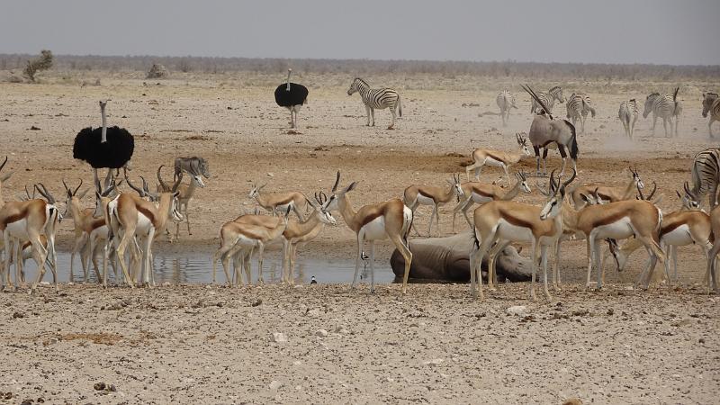 20160925_112408.JPG - 25.9. Sonderkop Waterhole , Etosha NP