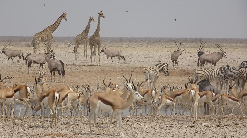 20160925_113300.JPG - 25.9. Sonderkop Waterhole , Etosha NP