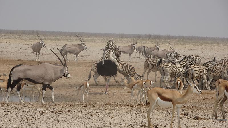 20160925_113331.JPG - 25.9. Sonderkop Waterhole , Etosha NP