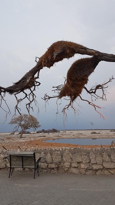 20160926_064246.jpg - 26.9. Okaukuejo, Etosha NP