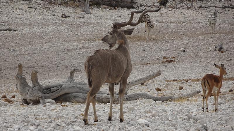 20160926_092101.JPG - 26.9. Kudu beim Olifantsbad Waterhole, Etosha NP