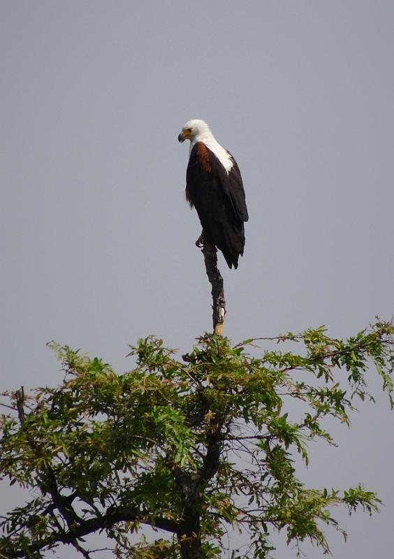 20160929_152904.JPG - 29.9. Overnight Bootst-Safari auf Kwando (Mashi River Safari)