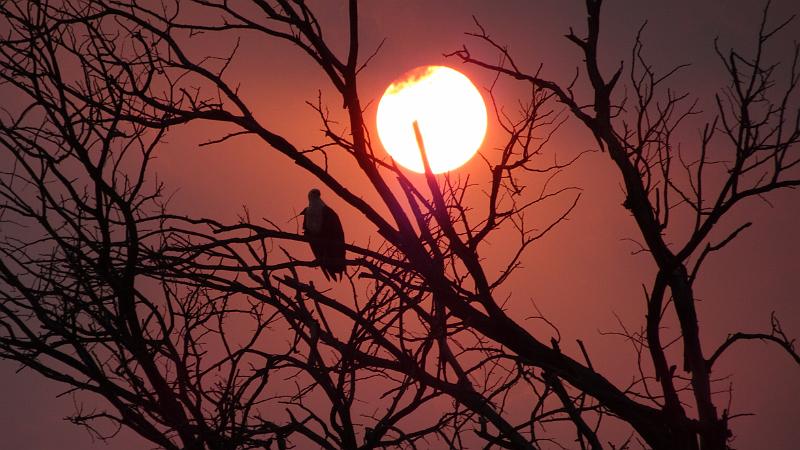 20160929_184447.JPG - 29.9. Overnight Bootst-Safari auf Kwando (Mashi River Safari)