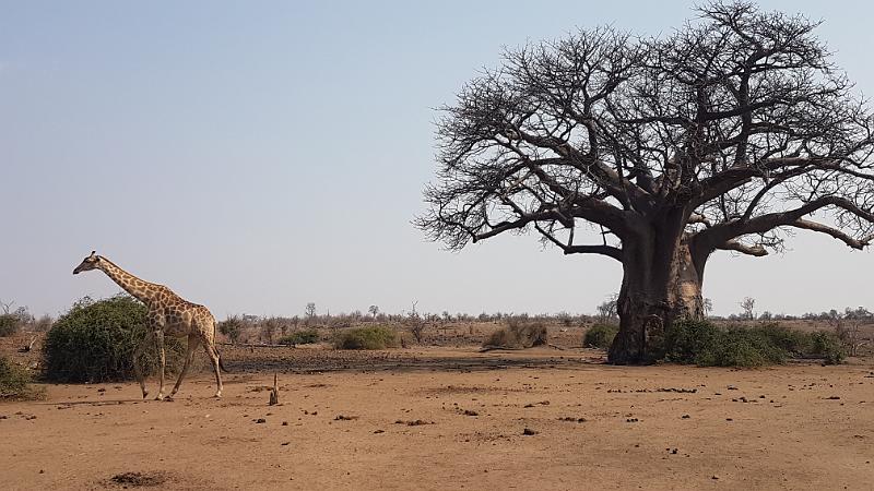 20161001_151344.jpg - 1.10. Chobe NP Riverfront - Ihaha Campsite