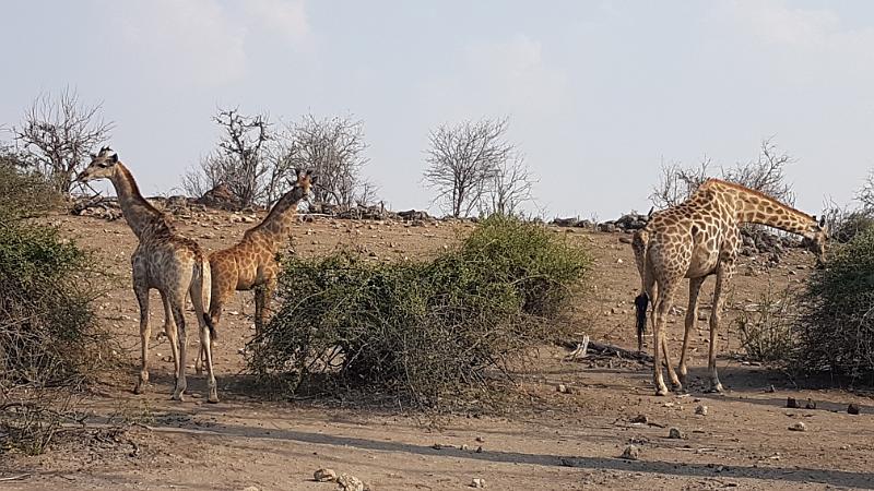 20161001_155741.jpg - 1.10. Chobe NP Riverfront - Ihaha Campsite