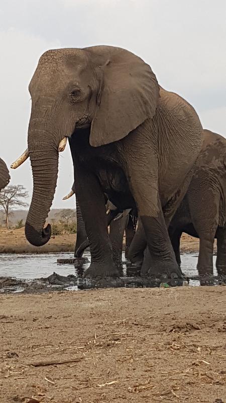 20161003_171051.jpg - 3.10. Elefanten beim Senyati Safari Camp