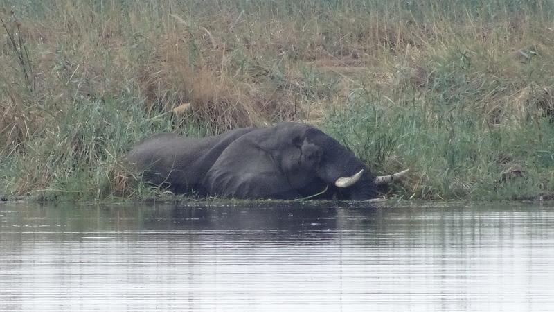 20161004_162743.JPG - 4.10. Linyanti Campsite, Chobe NP