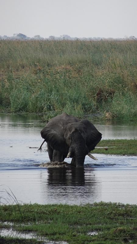 20161004_175650.JPG - 4.10. Linyanti Campsite, Chobe NP