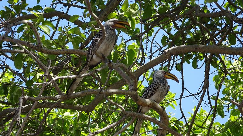 20161005_150829.JPG - 5.10. Gelbschnabel Toko auf Savuti Campsite, Savuti Chobe NP