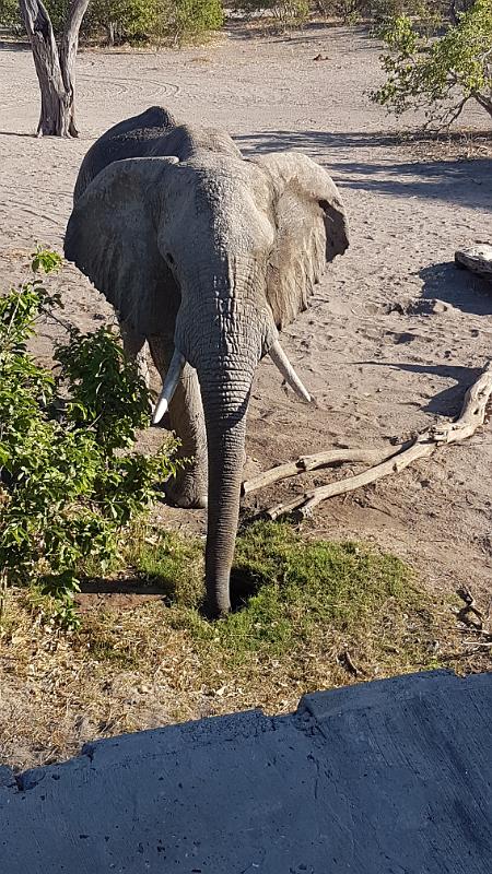 20161005_163332.jpg - 5.10. Elefant auf Savuti Campsite, Savuti Chobe NP