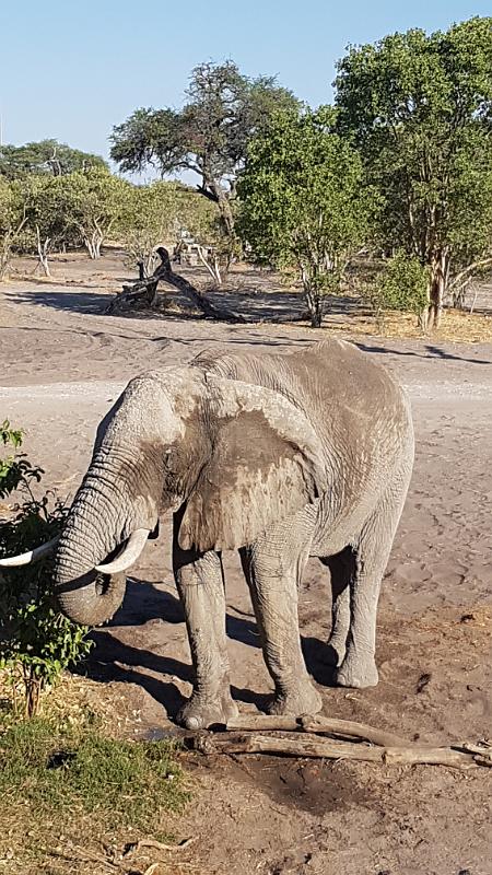 20161005_163446.jpg - 5.10. Elefant auf Savuti Campsite, Savuti Chobe NP