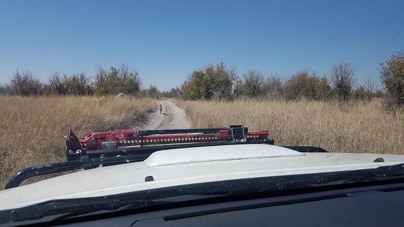 20161006_100305.jpg - 6.10. Marsh Road, Savuti, Chobe NP