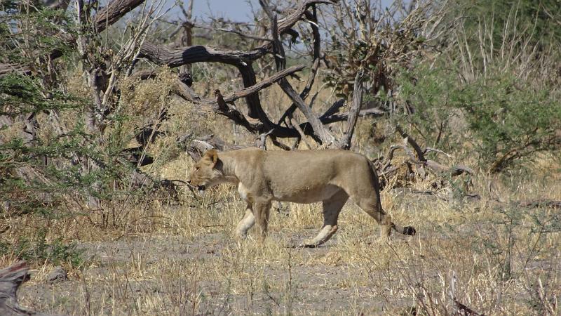 20161006_102745.JPG - 6.10. Löwin an Marsh Road, Savuti, Chobe NP