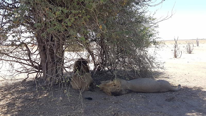 20161006_114328.jpg - 6.10. Löwe an Marsh Road, Savuti, Chobe NP