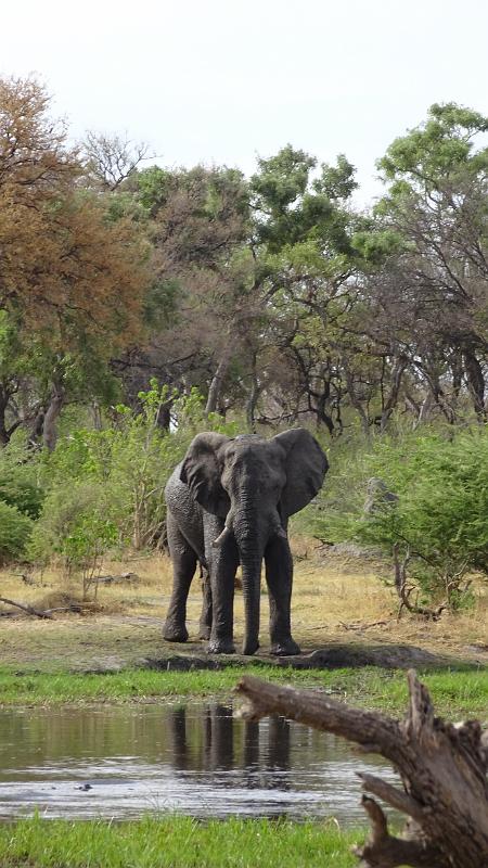 20161006_164645.JPG - 6.10. Gamedrive am Khwai River, North Gate, Moremi GR