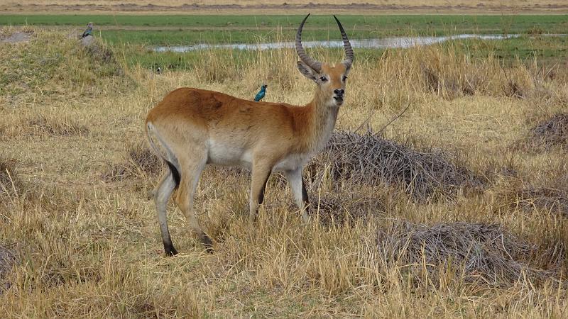 20161006_165409.JPG - 6.10. Gamedrive am Khwai River, North Gate, Moremi GR