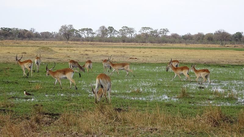 20161006_165554.JPG - 6.10. Gamedrive am Khwai River, North Gate, Moremi GR