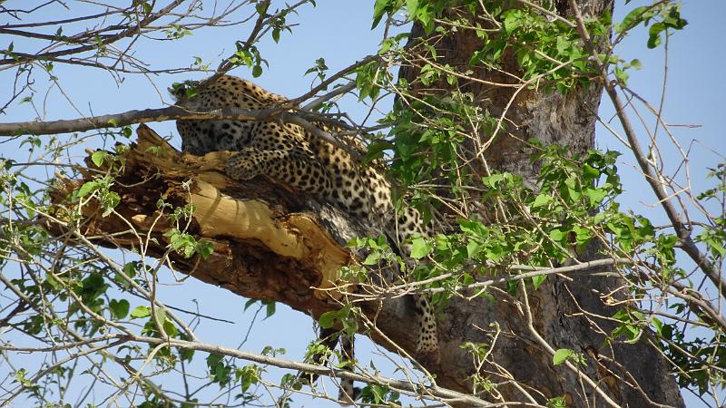 20161007_095330.JPG - 7.10. Leopard auf Baum und darunter frisste Hyänen seinen Antilopen Riss