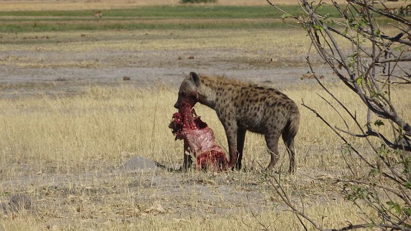 20161007_100901.JPG - 7.10. Hyänen zieht mit restlichen Leopard Antilopen-Riss davon