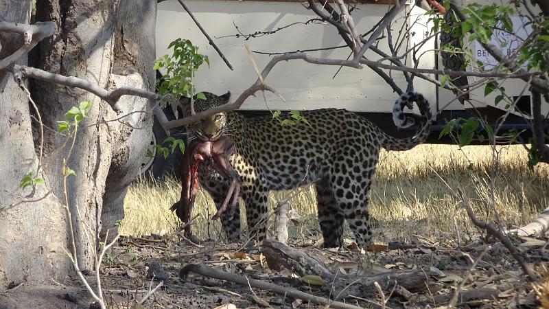 20161007_101524.JPG - 7.10. Leopard findet noch Reste, u.a. ungeborens Junges (Impala)