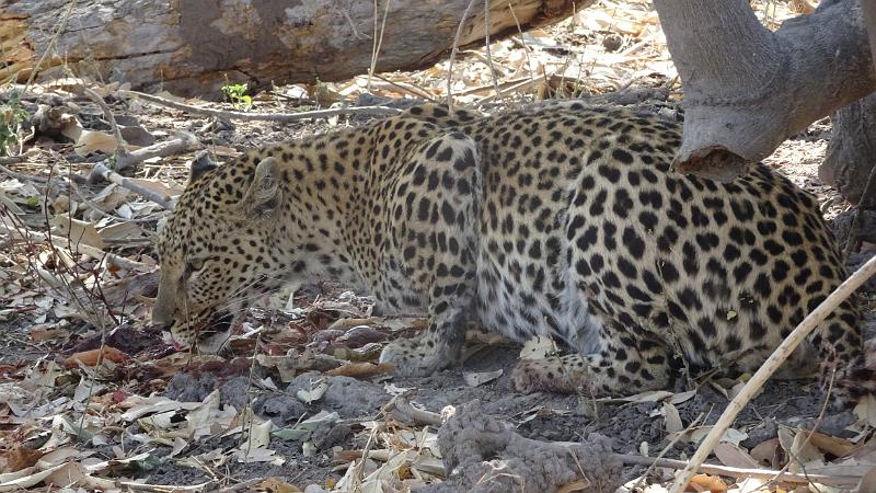 20161007_103520.JPG - 7.10. Leopard am Kwai River, Moremi GR