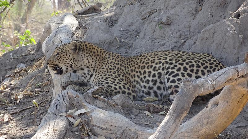 20161007_103702.JPG - 7.10. Leopard am Kwai River, Moremi GR