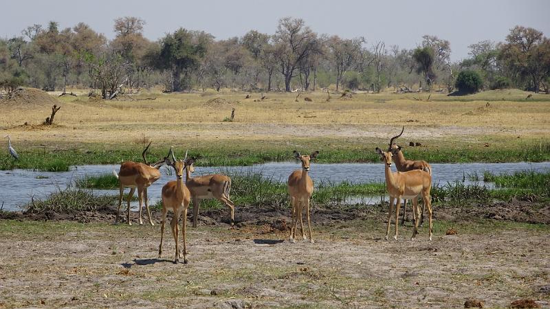 20161007_112504.JPG - 7.10. am Kwai River, Moremi GR