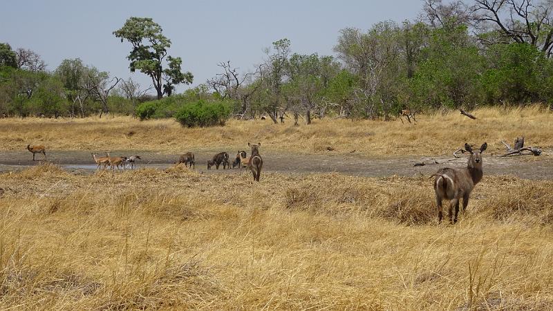 20161007_130851.JPG - 7.10. nahe Third Bridge, Moremi GR, Okavanga Delta