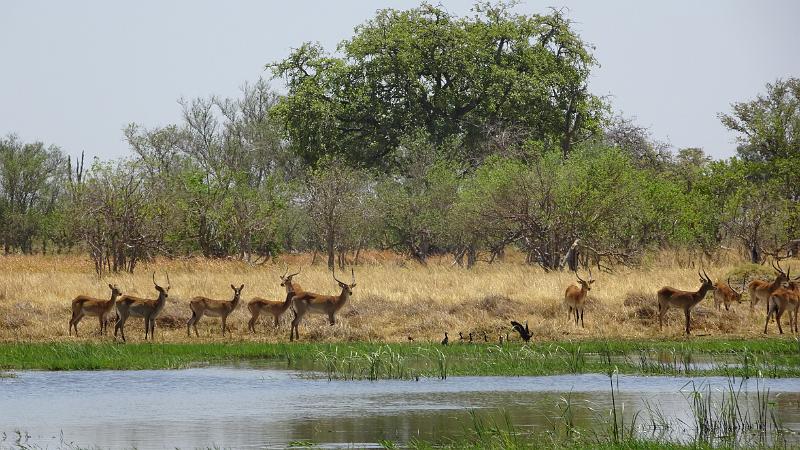 20161007_135006.JPG - 7.10. nahe Third Bridge, Moremi GR, Okavanga Delta