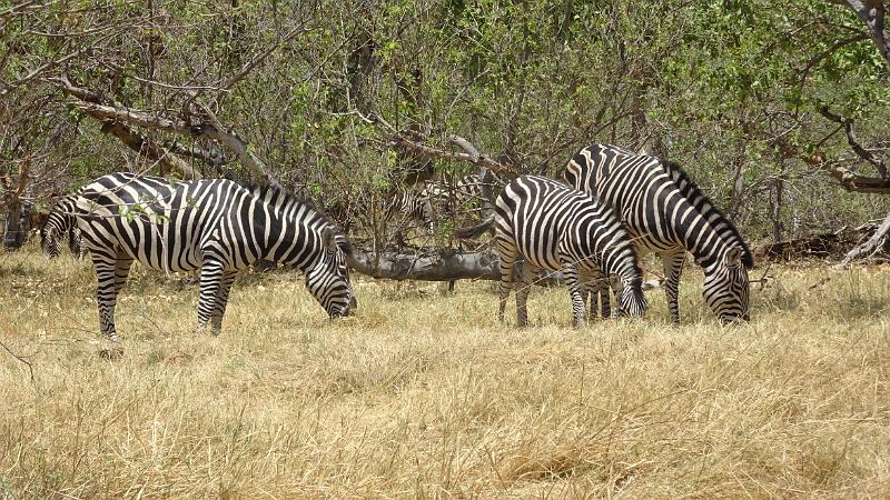 20161007_135406.JPG - 7.10. nahe Third Bridge, Moremi GR, Okavanga Delta