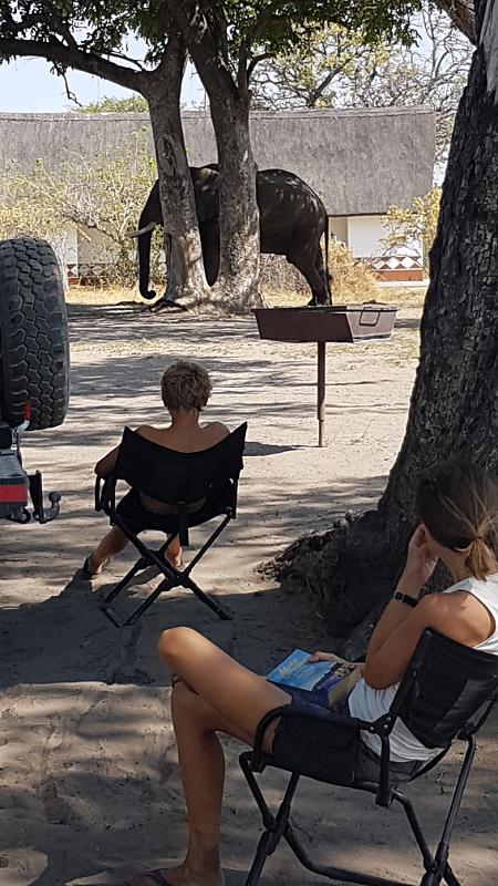 20161007_144652.jpg - 7.10. Elefant auf Third Bridge Campsite, Moremi GR, Okavanga Delta