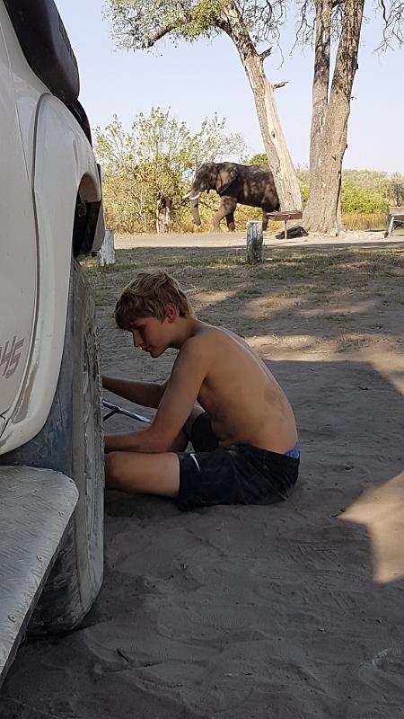 20161007_160444.jpg - 7.10. Radwechsel mit Elefant auf Third Bridge Campsite, Moremi GR, Okavanga Delta