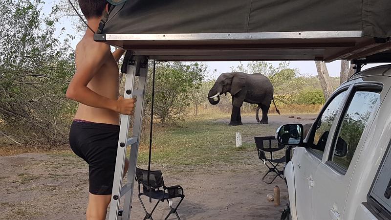 20161007_163739.jpg - 7.10. Elefant auf Third Bridge Campsite, Moremi GR, Okavanga Delta