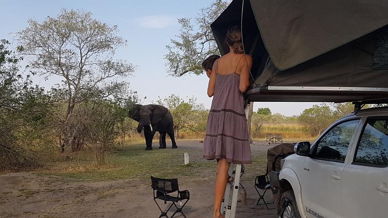 20161007_163826.jpg - 7.10. Elefant auf Third Bridge Campsite, Moremi GR, Okavanga Delta