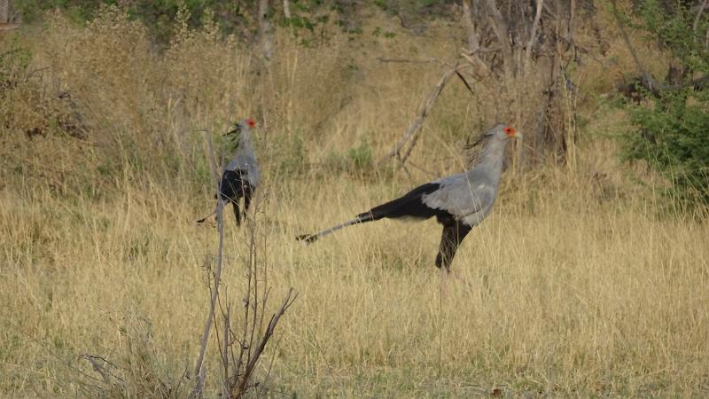 20161008_081055.JPG - 8.10. Sekretärvögel nördlich von Third Bridge, Moremi GR, Okavanga Delta