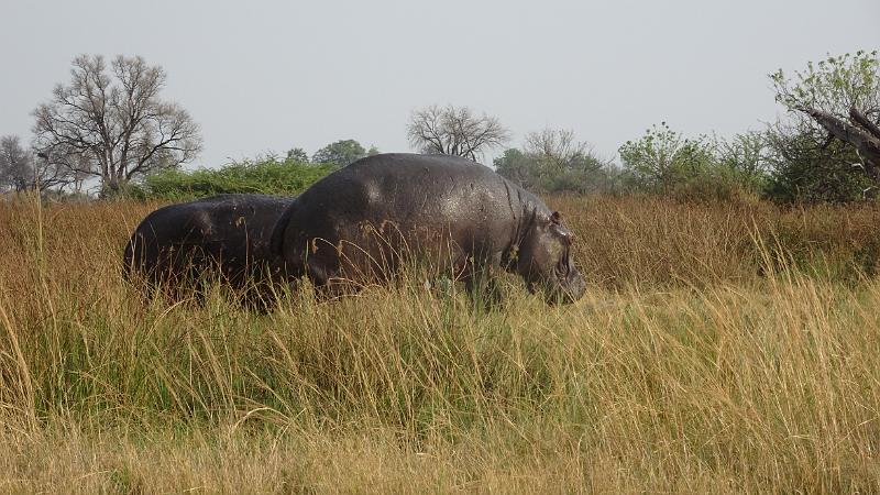 20161009_084133.JPG - 9.10. Hyppos auf dem Weg von Third Bridge Richtung Süden, Moremi GR, Okavanga Delta