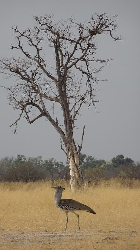 20161009_091041.JPG - 9.10. Riesentrappe auf dem Weg von Third Bridge Richtung Süden, Moremi GR, Okavanga Delta